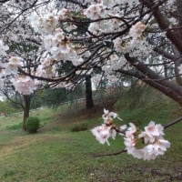 春雨にぬれる桜と菜花の菜園（菜園日記：2023年03月26日（日）)