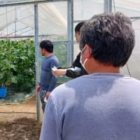 ＪＡ新みやぎ栗っこきゅうり部会の現地検討会が開催されました