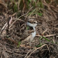 空き地で見かけたので寄って見たら・・・・コチドリ
