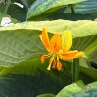 瀬戸の月　マツムシソウ　get