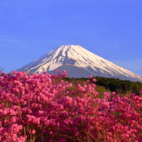 富士山　おらが地の桜前線は...　△　×　...  反省点が...