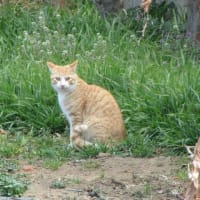 春の猫たち