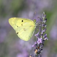 ラベンダー畑で蝶が舞う