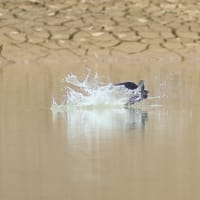 ハリオアマツバメさんに逢えた！　Ⅳ