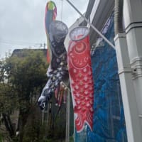鯉のぼり