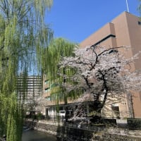 広瀬川河畔公園　さくら　／　前橋市