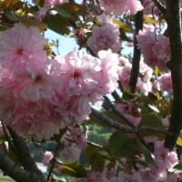 一関市東山町松川の八重桜①2024年4月28日（日）