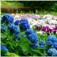 菖蒲園「久米南町」