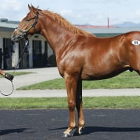 セプテンバーセール出身馬【ムエックス(Moueix)】が「オグリキャップ記念(4歳上重賞)」を優勝