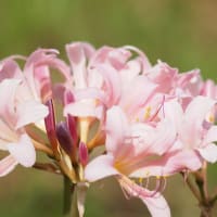 真夏に春の花が････