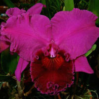 Rlc. Mark Zeug‘Yumi’