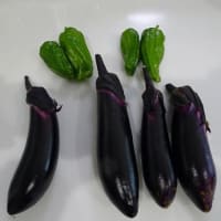 倉庫東の収穫物
