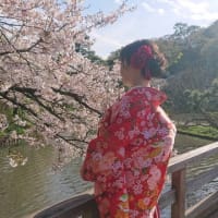 桜の季節は横浜三渓園でロケーションフォトが人気