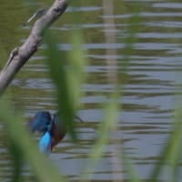 於大公園 ： 野鳥 ・ 翡翠 ・ カワセミ・・・フリー素材ブログ　カワセミ