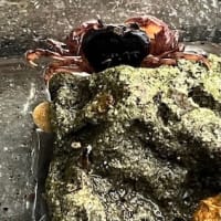 今日のご質問にお答えしてと、暑い日が続く話とサワガニと