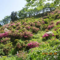 母の日～天気がいいので日曜日に物見山へ