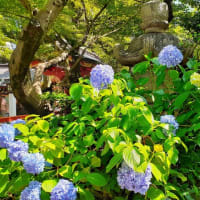 梅雨の晴れ間の愛宕神社