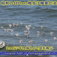 生まれ来るカルガモ期待浜ノ池