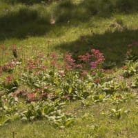 入笠山に咲く　クリンソウ・九輪草