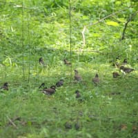 多々良沼公園　散策