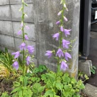 ノハナショウブが咲きました