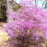 お花見　パソコン教室