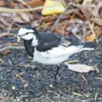ハクセキレイも給餌開始？