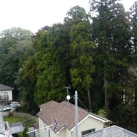 水戸の鎮守の森(3)