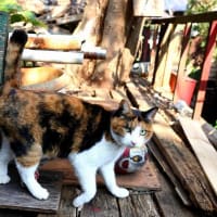 坂の街の猫たち　2025年2月　その7