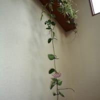 初めて出会った花　”サクララン”