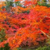 御土居の紅葉 in 京都府京都市上京区