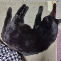 黒猫タイム　ホットカーペット