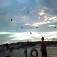 鳥たちと久里浜港
