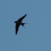 初夏の一人探鳥