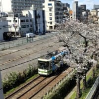 2025年4月～花だより