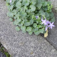 八重咲クチナシ