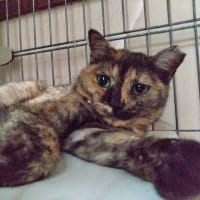 7月10日（木）もうこの蒸し暑さを耐えるの無理