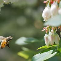 ブルーベリーの花とミツバチ