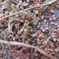 コンクリの目地の中にもヒメツルソバが