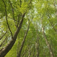 ２０２５年５月１９日 　北八甲田　毛無岱のようす
