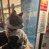 看板猫がいるお店で猫飲み はやちゃんちさん 2 (2309)