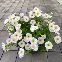 真夏に向けて鉢増しを