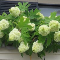ba-baの花畑の花