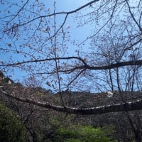 桜開花状況　3月30日