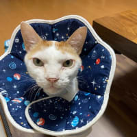 猫のいる生活　完結その2
