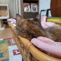 まだあった、のぶちゃんの「初」