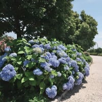 舎人公園のアジサイ