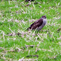 お正月に出会った野鳥