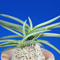 至楽 - 富貴蘭と戯れる日々