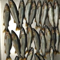 解禁日の釣況
